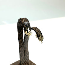 画像をギャラリービューアに読み込む, K10YG やいま さんごモチーフポストピアス